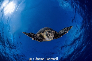 "Descending"
A large Hawksbill Turtle makes his plunge b... by Chase Darnell 
